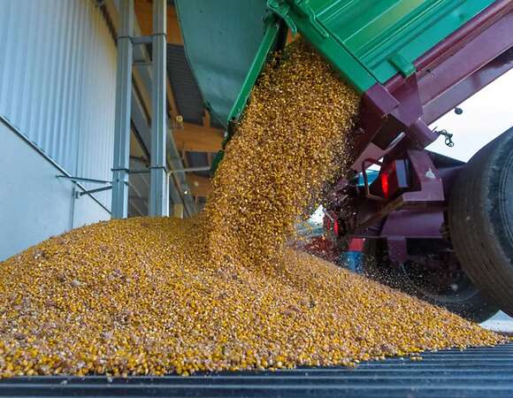 Körnermais getrocknet - Bild 2