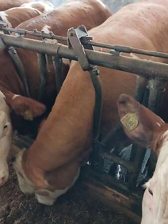 Fleckvieh Kalbin Großträchtig kalbt am 26.4 - Bild 1