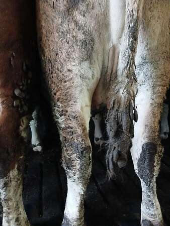 Fleckvieh Kalbin Großträchtig kalbt am 26.4 - Bild 2