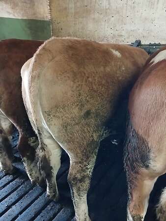 Fleckvieh Kalbin Großträchtig kalbt am 26.4 - Bild 3