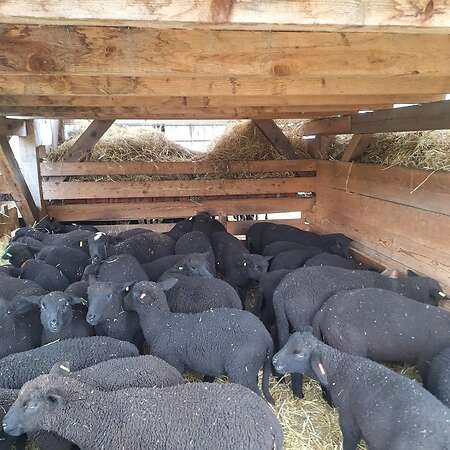 Jura Schafe, Lämmer männlich und weiblich - Bild 1