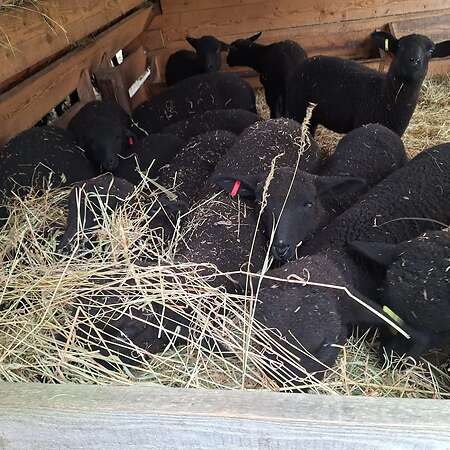 Jura Schafe, Lämmer männlich und weiblich - Bild 2