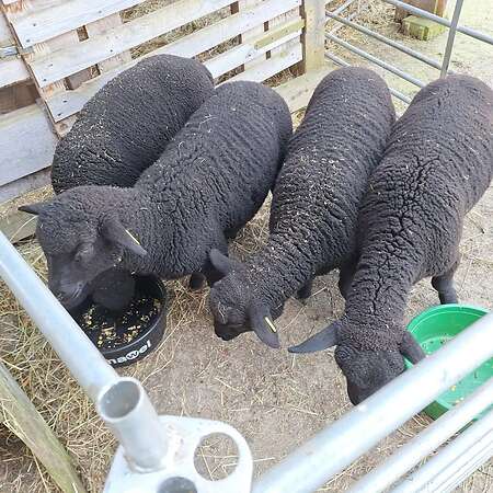 Jura Schafe, Lämmer männlich und weiblich - Bild 3