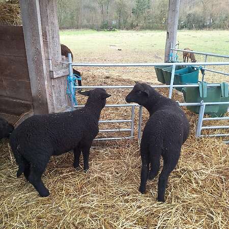 Jura Schafe, Lämmer männlich und weiblich - Bild 4