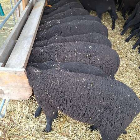 Jura Schafe, Lämmer männlich und weiblich - Bild 5