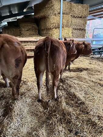 Bio Limousin Färsen - Bild 1