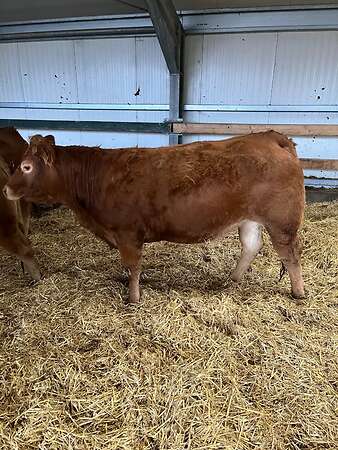 Bio Limousin Färsen - Bild 2