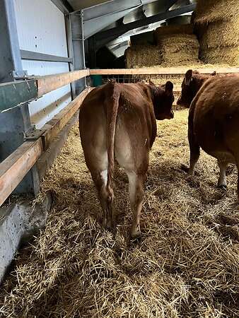 Bio Limousin Färsen - Bild 3