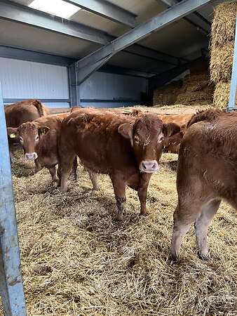 Bio Limousin Färsen - Bild 4