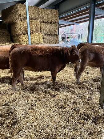 Bio Limousin Färsen - Bild 5