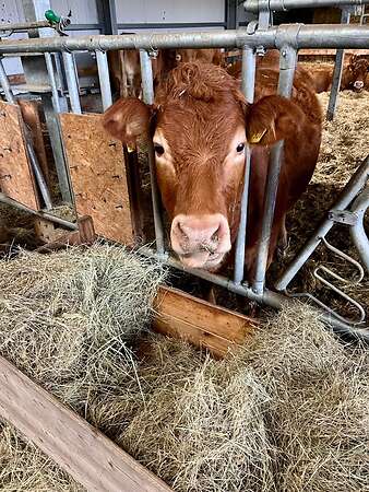 Bio Limousin Färsen - Bild 6