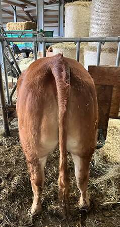 Bio Limousin Färsen - Bild 7