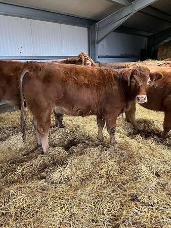 Bio Limousin Färsen - Bild 8