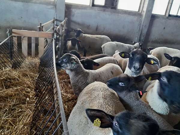 Mutterschafe mit Lämmer - Bild 1