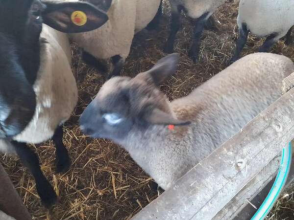 Mutterschafe mit Lämmer - Bild 2