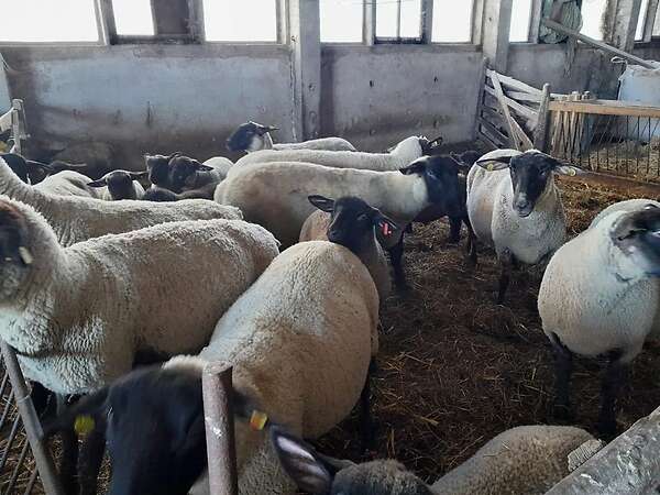 Mutterschafe mit Lämmer - Bild 3