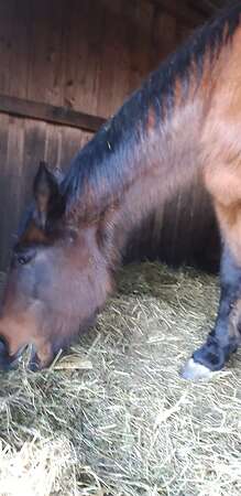 Pferdemist Abgabe - Bild 1