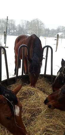 Pferdemist Abgabe - Bild 2