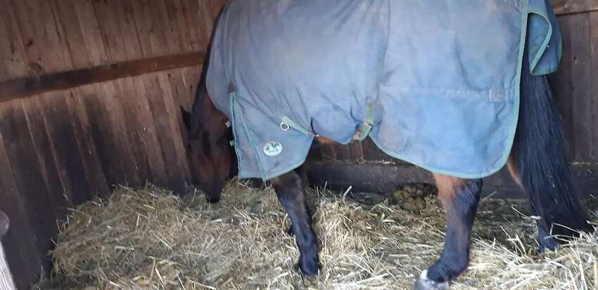 Pferdemist Abgabe - Bild 3