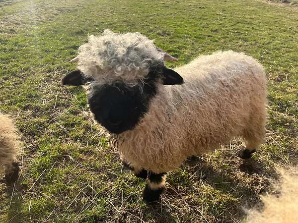 Walliser Schwarznasen Bocklämmer - Bild 1