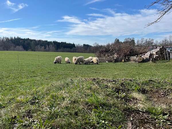 Walliser Schwarznasen Bocklämmer - Bild 2
