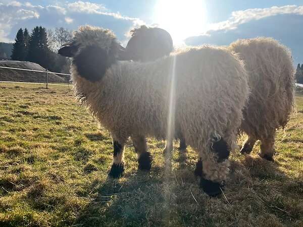 Walliser Schwarznasen Bocklämmer - Bild 3
