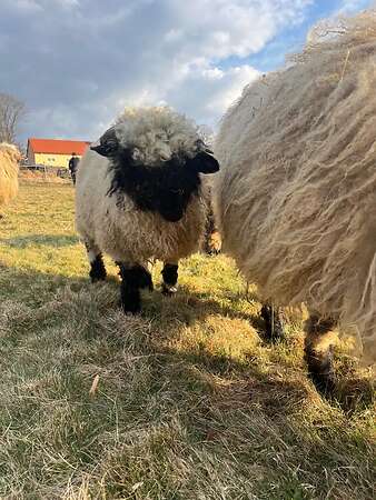 Walliser Schwarznasen Bocklämmer - Bild 4