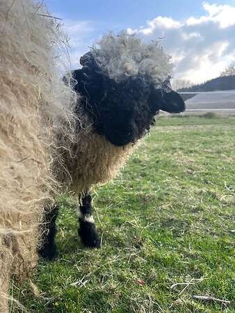 Walliser Schwarznasen Bocklämmer - Bild 5