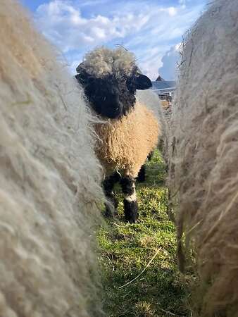 Walliser Schwarznasen Bocklämmer - Bild 6