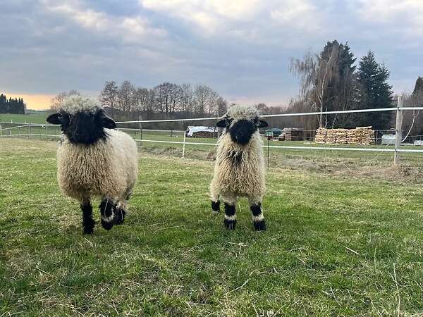 Walliser Schwarznasen Bocklämmer - Bild 7