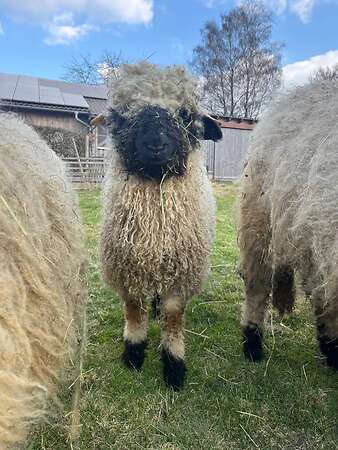 Walliser Schwarznasen Bocklämmer - Bild 8