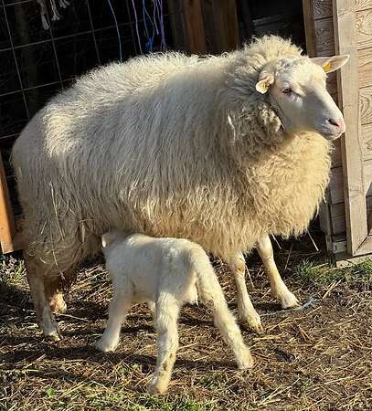 Leineschaflämmer - Bild 1