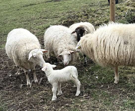 Leineschaflämmer - Bild 2