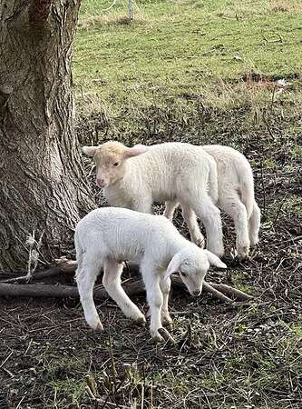 Leineschaflämmer - Bild 3