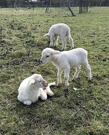 Leineschaflämmer - Bild 4