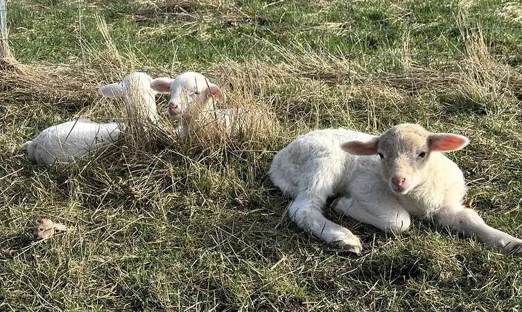 Leineschaflämmer - Bild 5