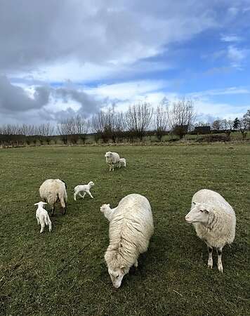 Leineschaflämmer - Bild 6