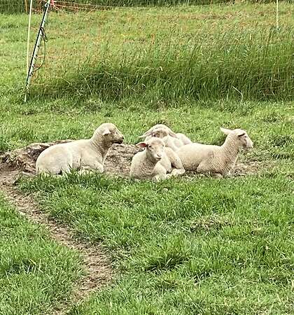 Leineschaflämmer - Bild 7