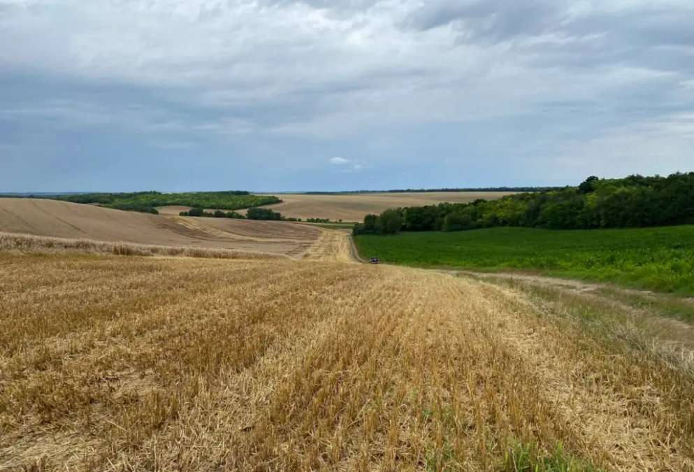 300 ha Agrarland im Eigentum einer Ung. GmbH (Kft.) - Bild 1