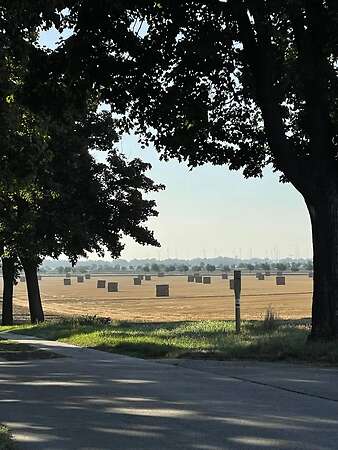 Weizenstroh Ernte 2025 Quaderballen - Bild 1