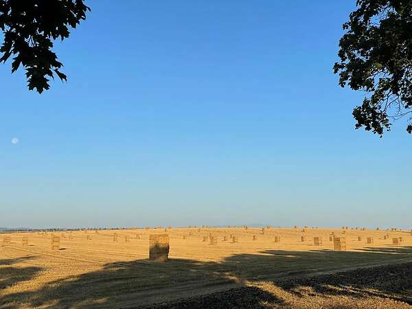Weizenstroh Ernte 2025 Quaderballen - Bild 3