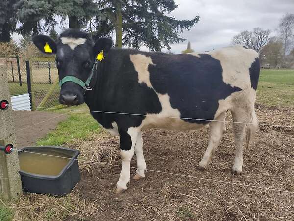 tragende Färse Deutsches Schwarzbuntes Niederungsrind - Bild 1