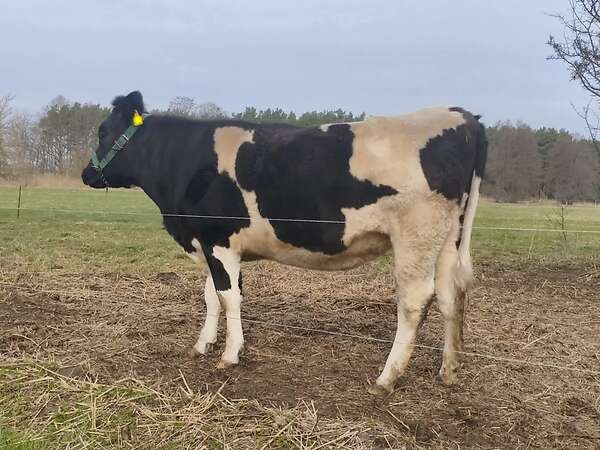 tragende Färse Deutsches Schwarzbuntes Niederungsrind - Bild 2