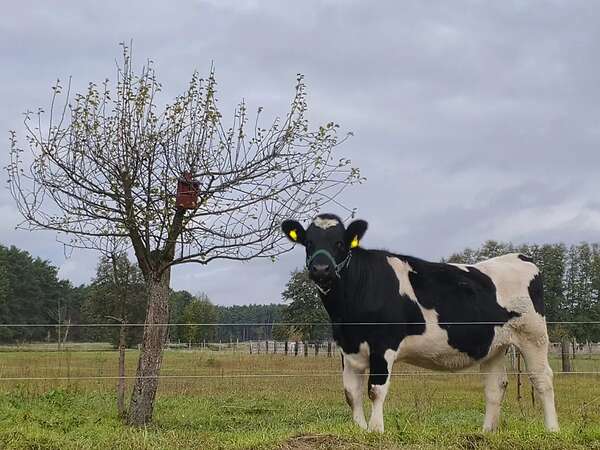tragende Färse Deutsches Schwarzbuntes Niederungsrind - Bild 3
