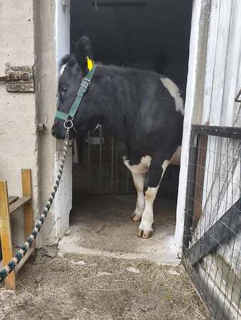 tragende Färse Deutsches Schwarzbuntes Niederungsrind - Bild 4