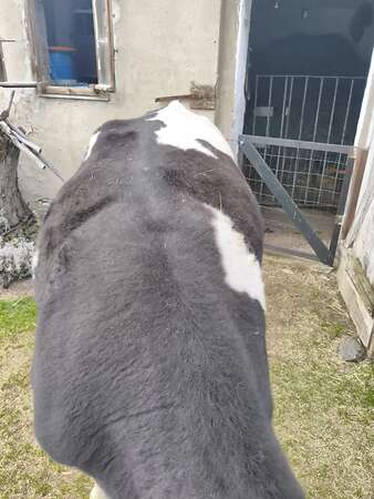 tragende Färse Deutsches Schwarzbuntes Niederungsrind - Bild 5