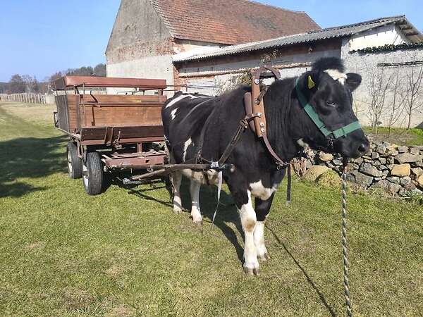 tragende Färse Deutsches Schwarzbuntes Niederungsrind - Bild 6