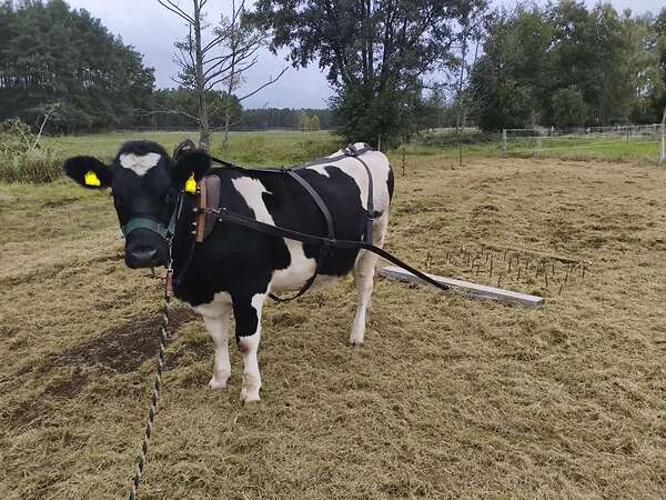 tragende Färse Deutsches Schwarzbuntes Niederungsrind - Bild 7