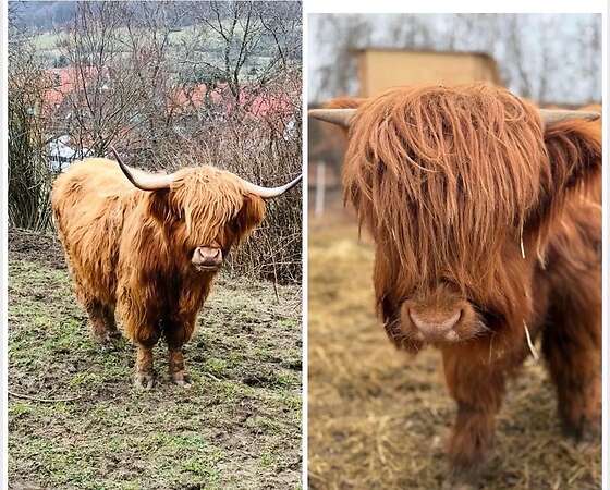 Mini Hochlandrinder - Bild 1