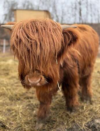 Mini Hochlandrinder - Bild 2